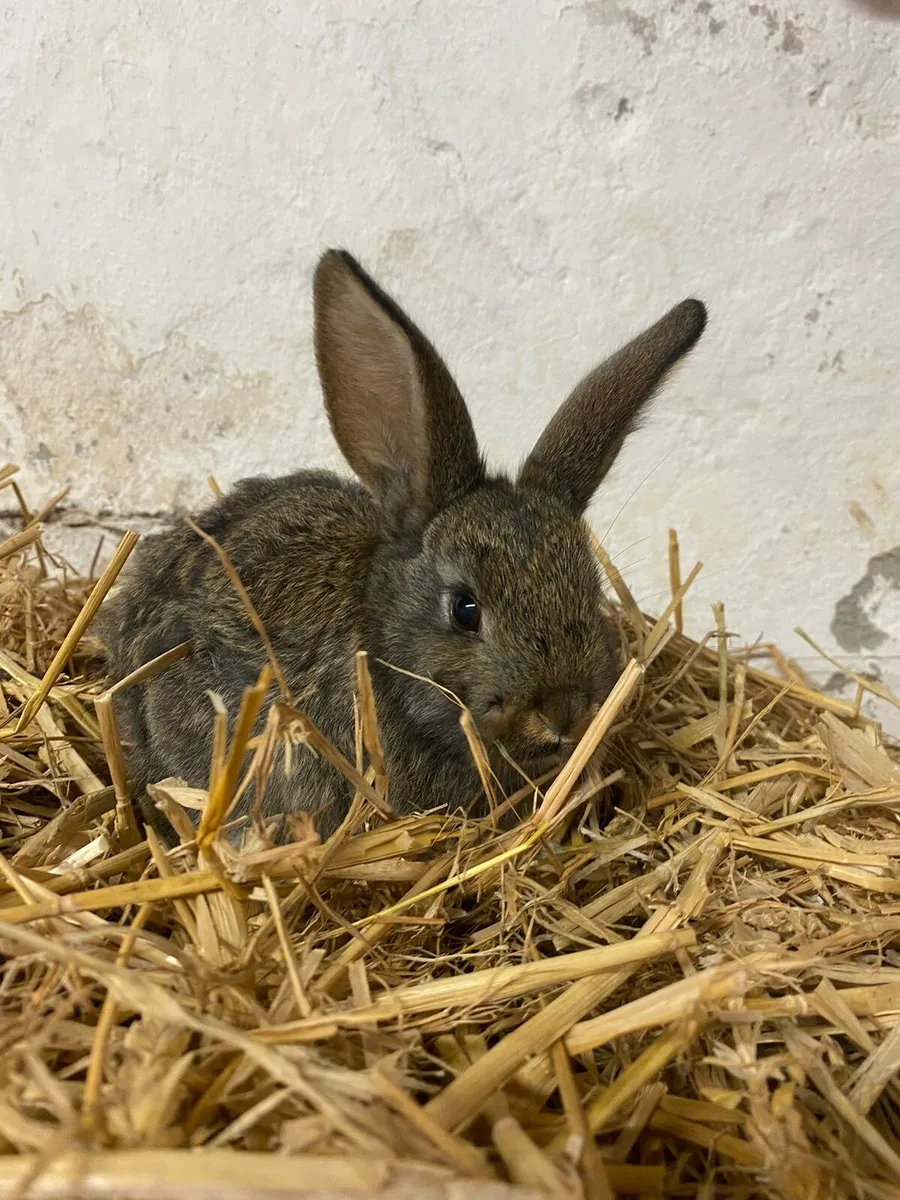Rabbits - Image 1