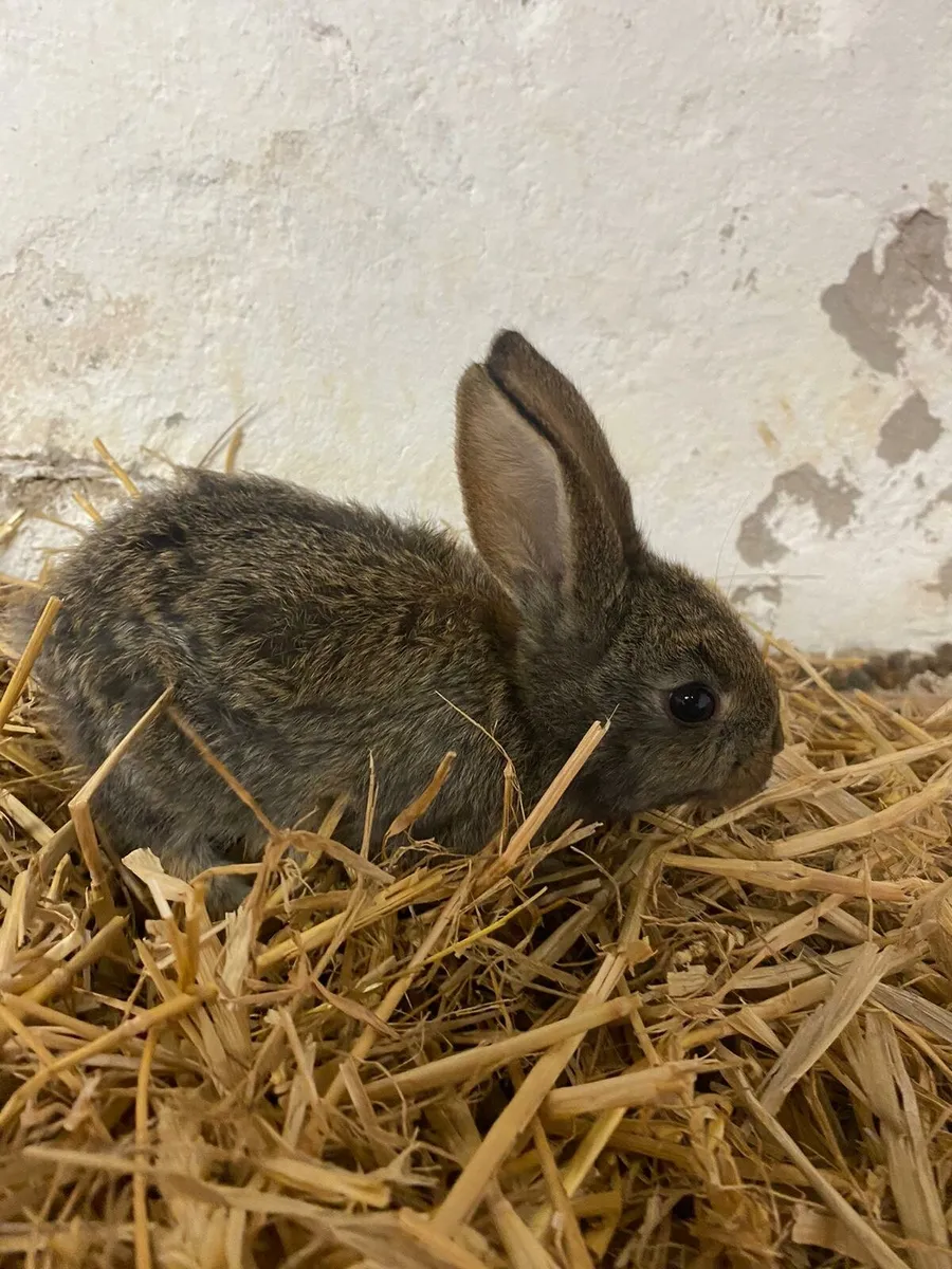 Rabbits - Image 2
