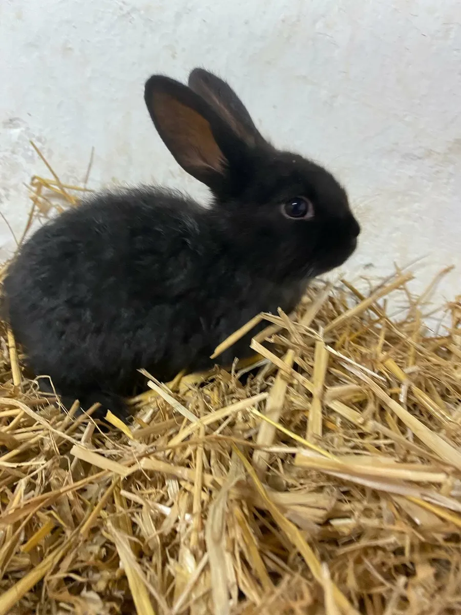 Rabbits - Image 3