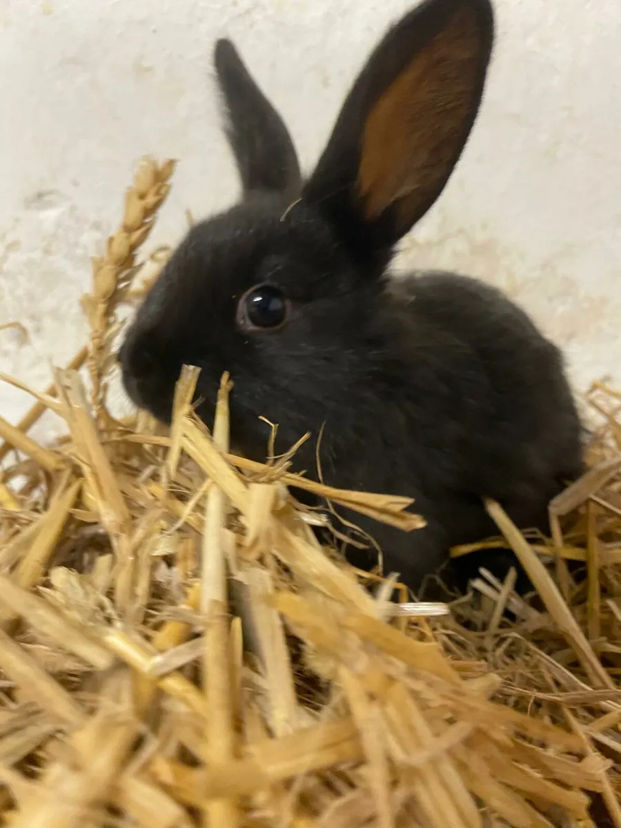 Rabbits - Image 4