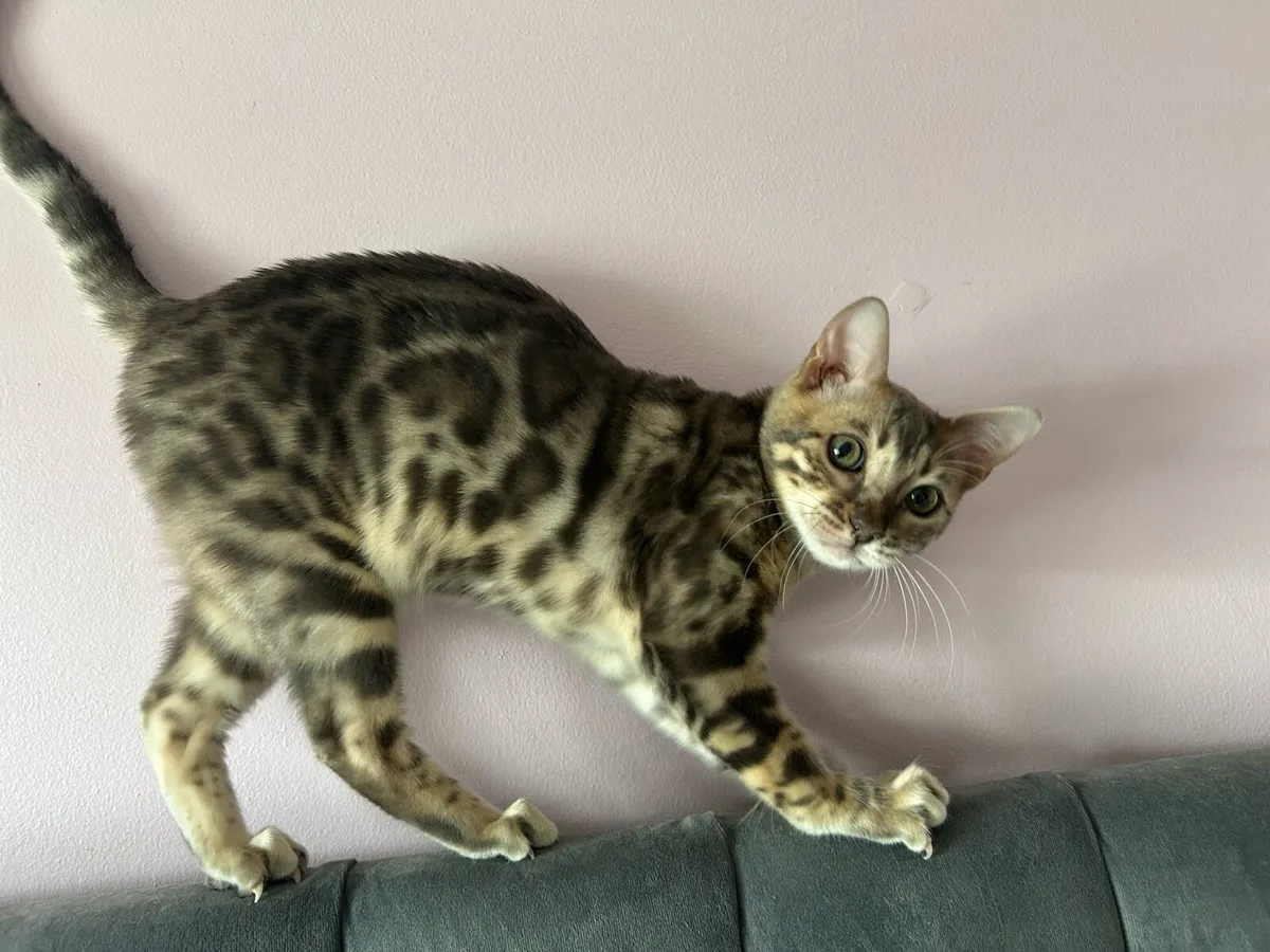 Bengal kittens - Image 3