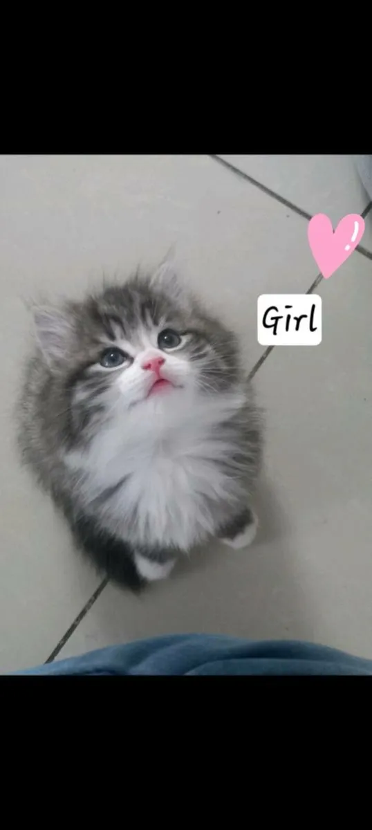 Norwegian forest kittens mix - Image 1
