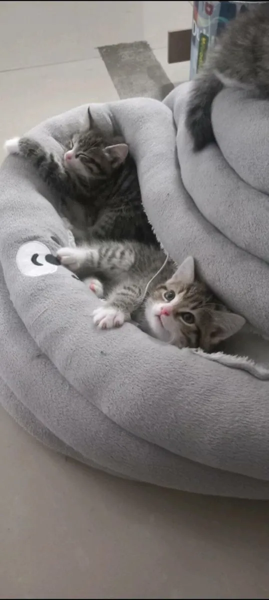 Norwegian forest kittens mix - Image 2