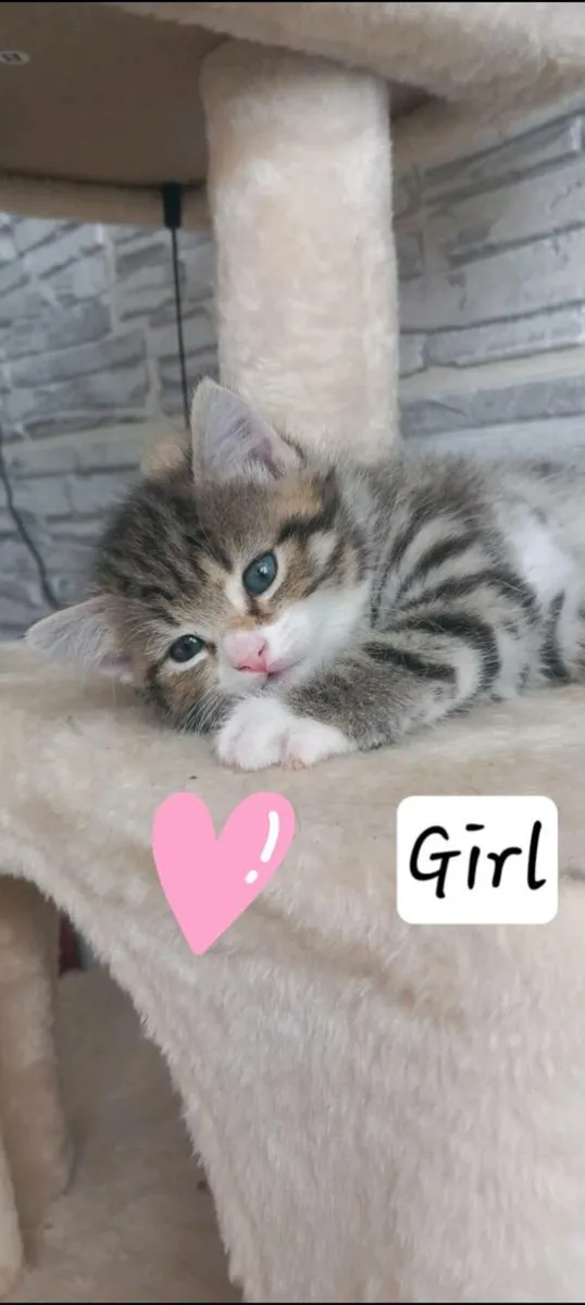 Norwegian forest kittens mix - Image 4