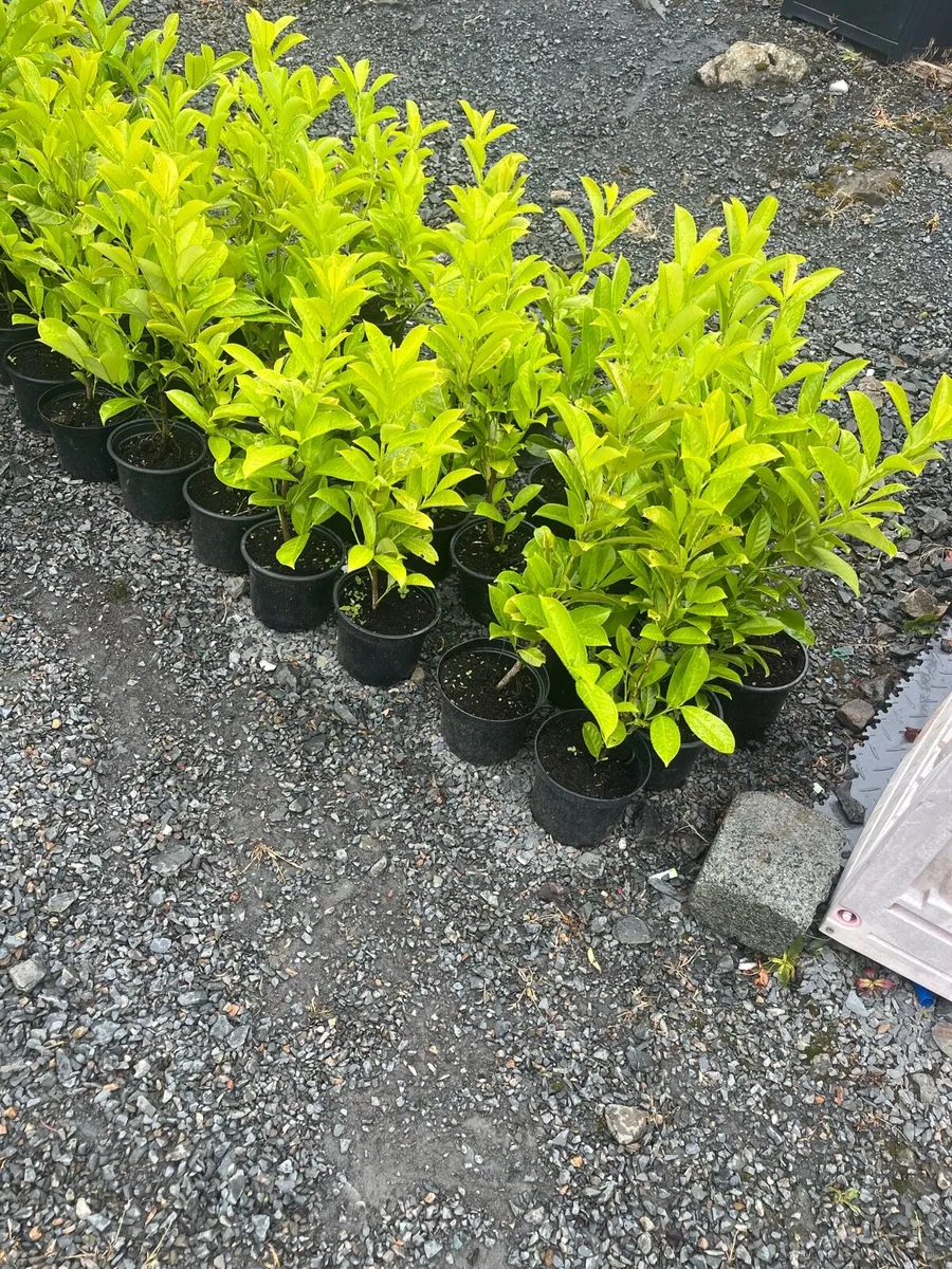 Novita laurels - Image 1