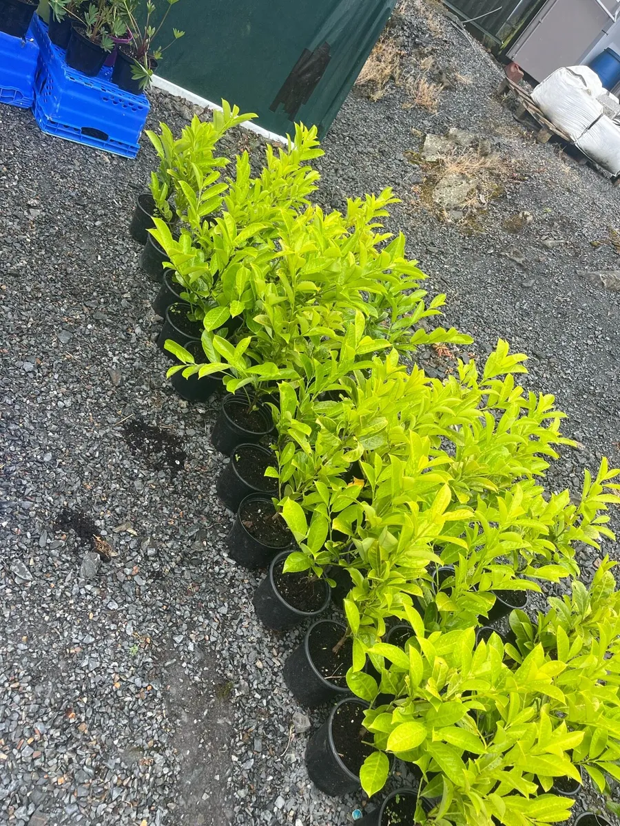 Novita laurels - Image 3
