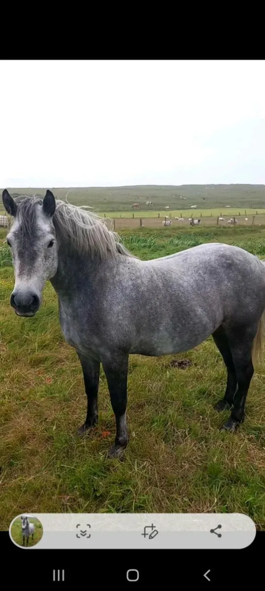 Horses for sale - Image 2