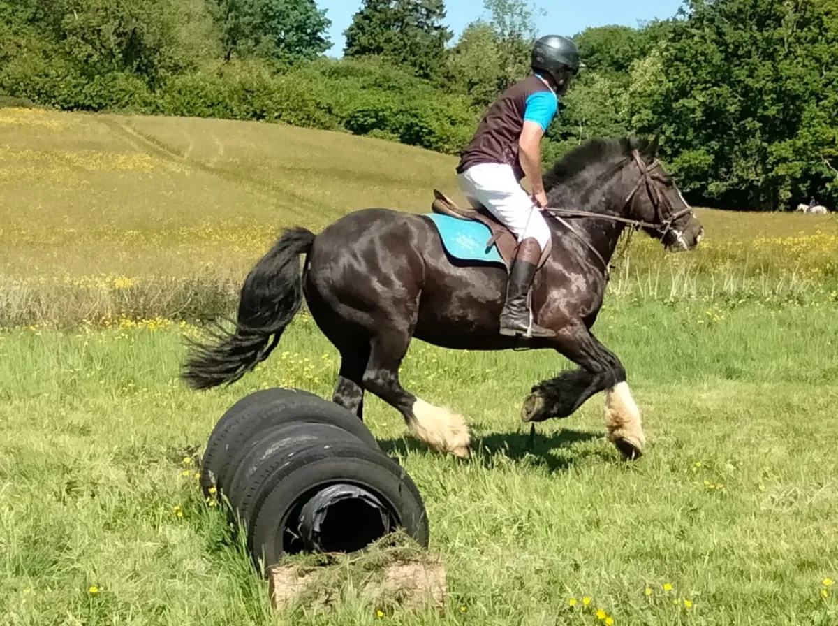 14.1hh 7 year old Cob Mare - Image 1