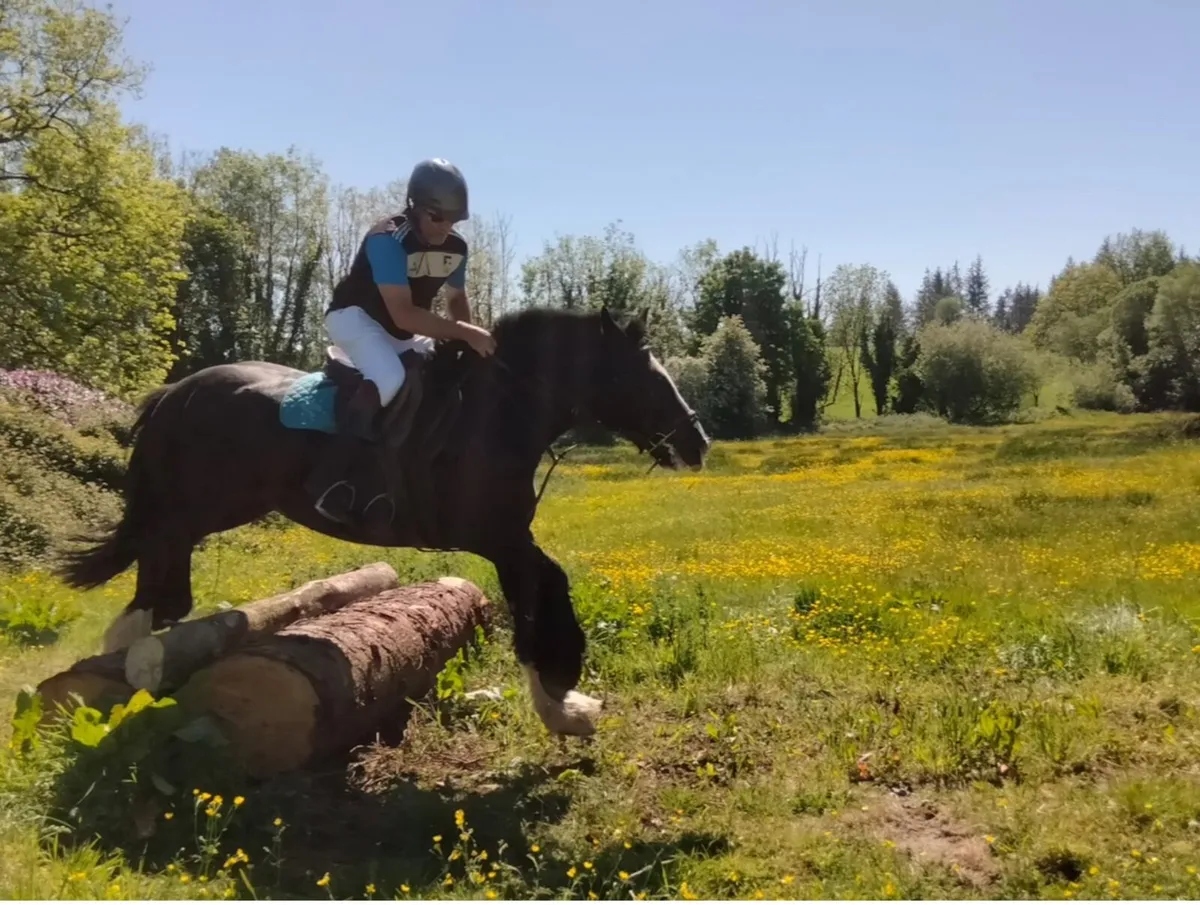 14.1hh 7 year old Cob Mare - Image 2