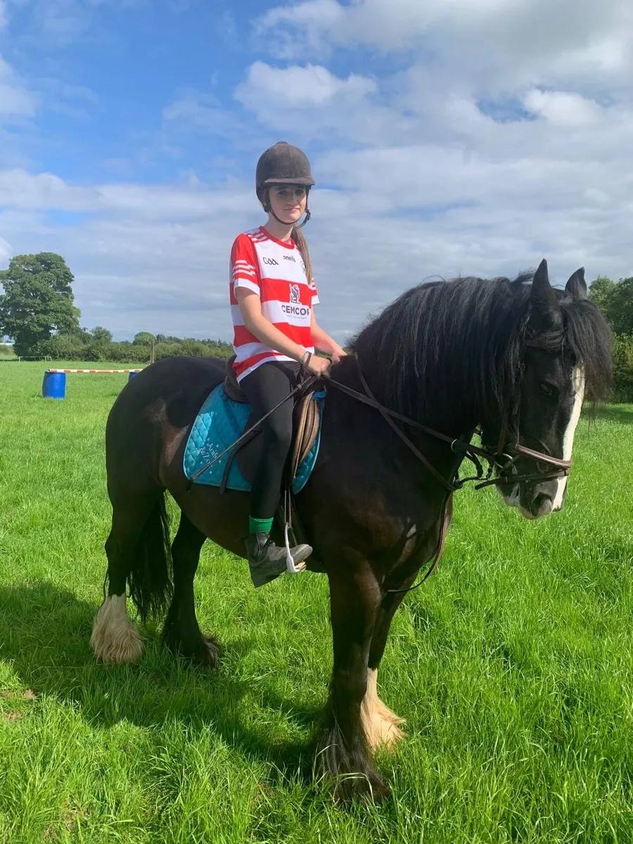 14.1hh 7 year old Cob Mare - Image 3
