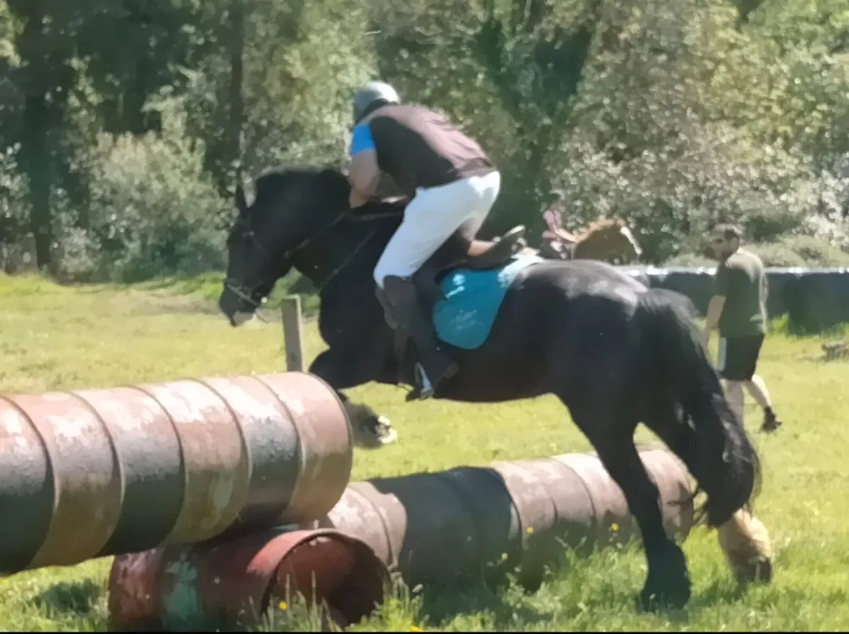 14.1hh 7 year old Cob Mare - Image 4