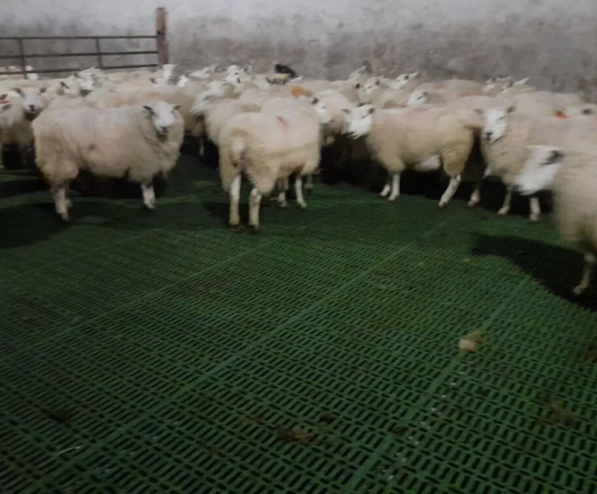 Plastic Sheep/Calf slats