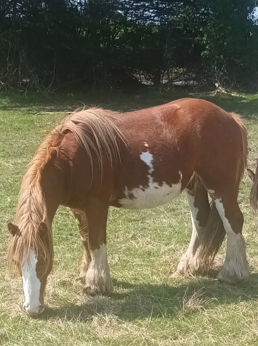 Smashing two year old colt