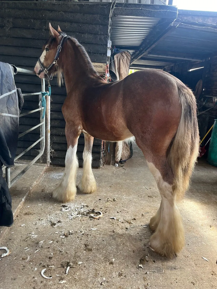Yearling cob colt - Image 1