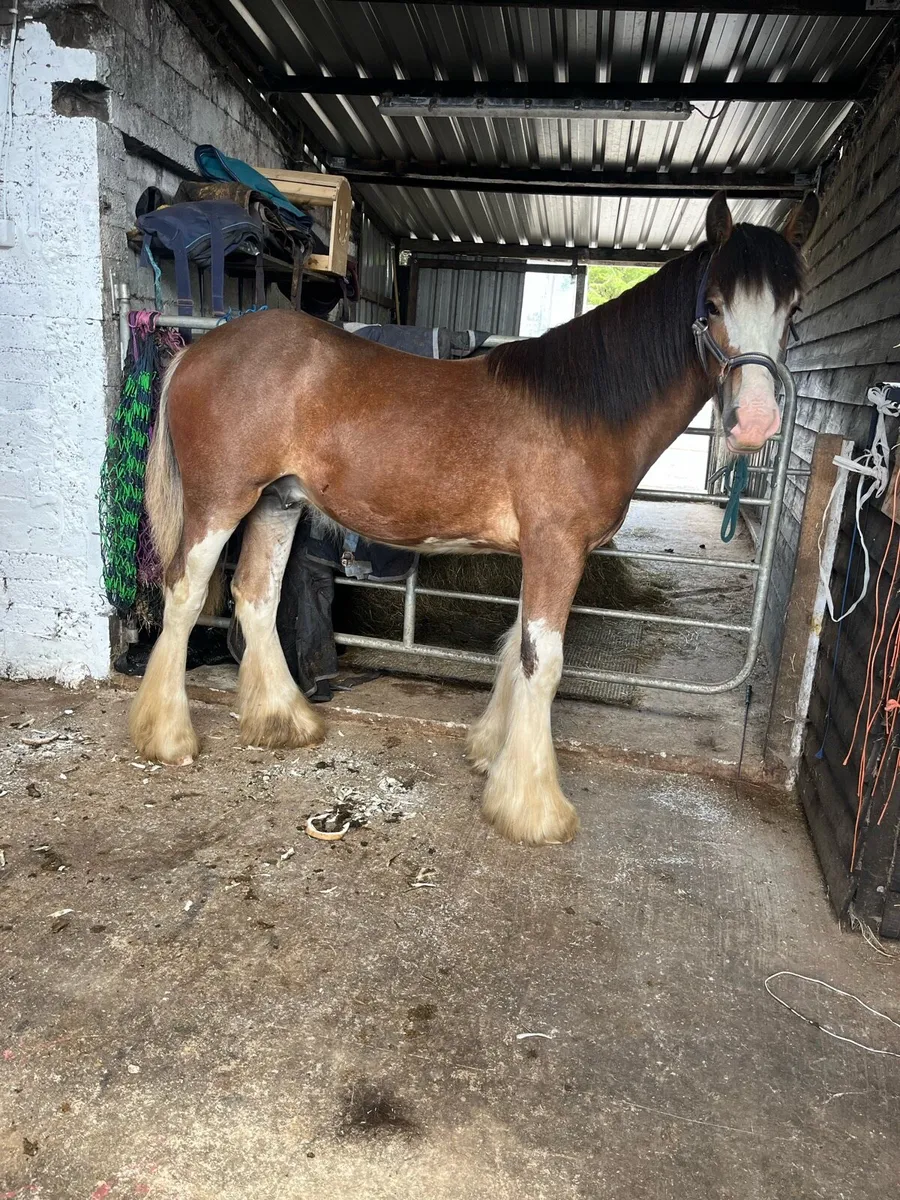 Yearling cob colt - Image 2