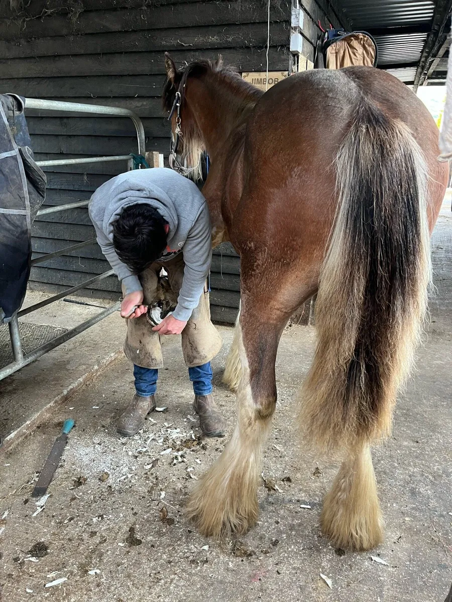 Yearling cob colt - Image 3