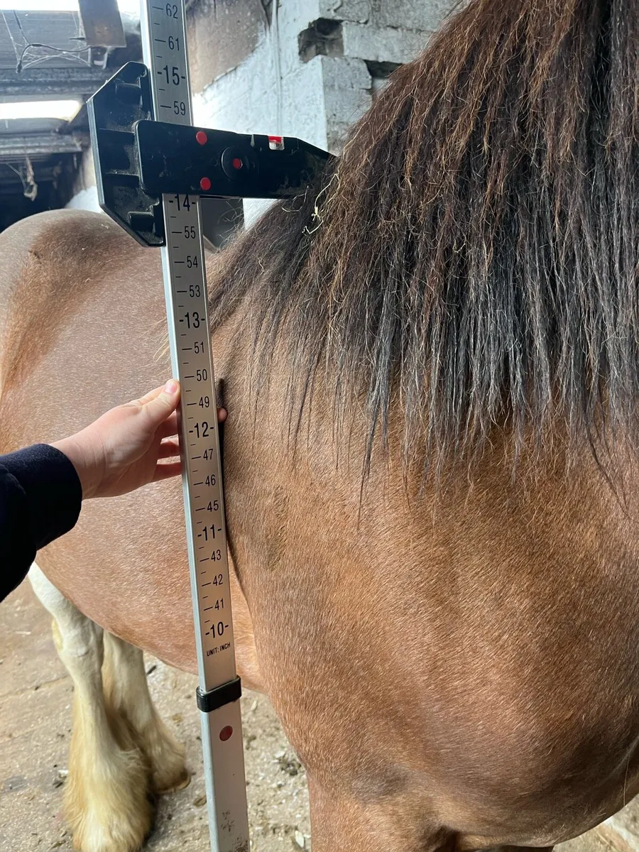 Yearling cob colt - Image 4