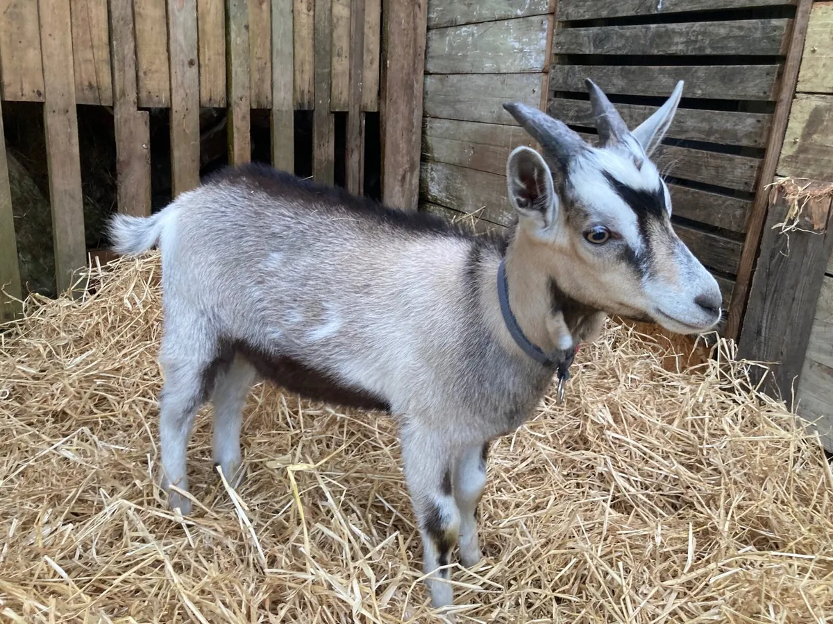 Alpine/Toggenburg Billy Goat Kid - Image 1