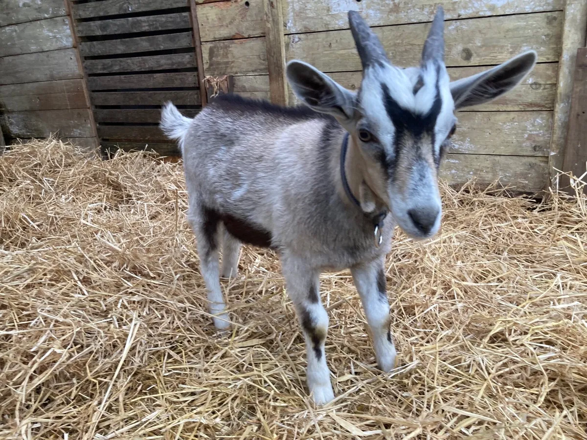 Alpine/Toggenburg Billy Goat Kid - Image 3