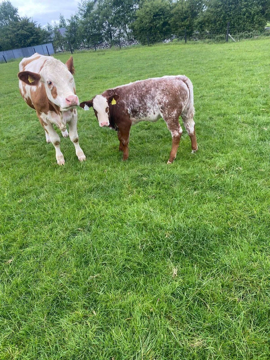Cows and calves - Image 4