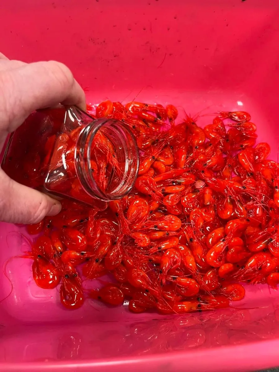Prawns for salmon bait - Image 1