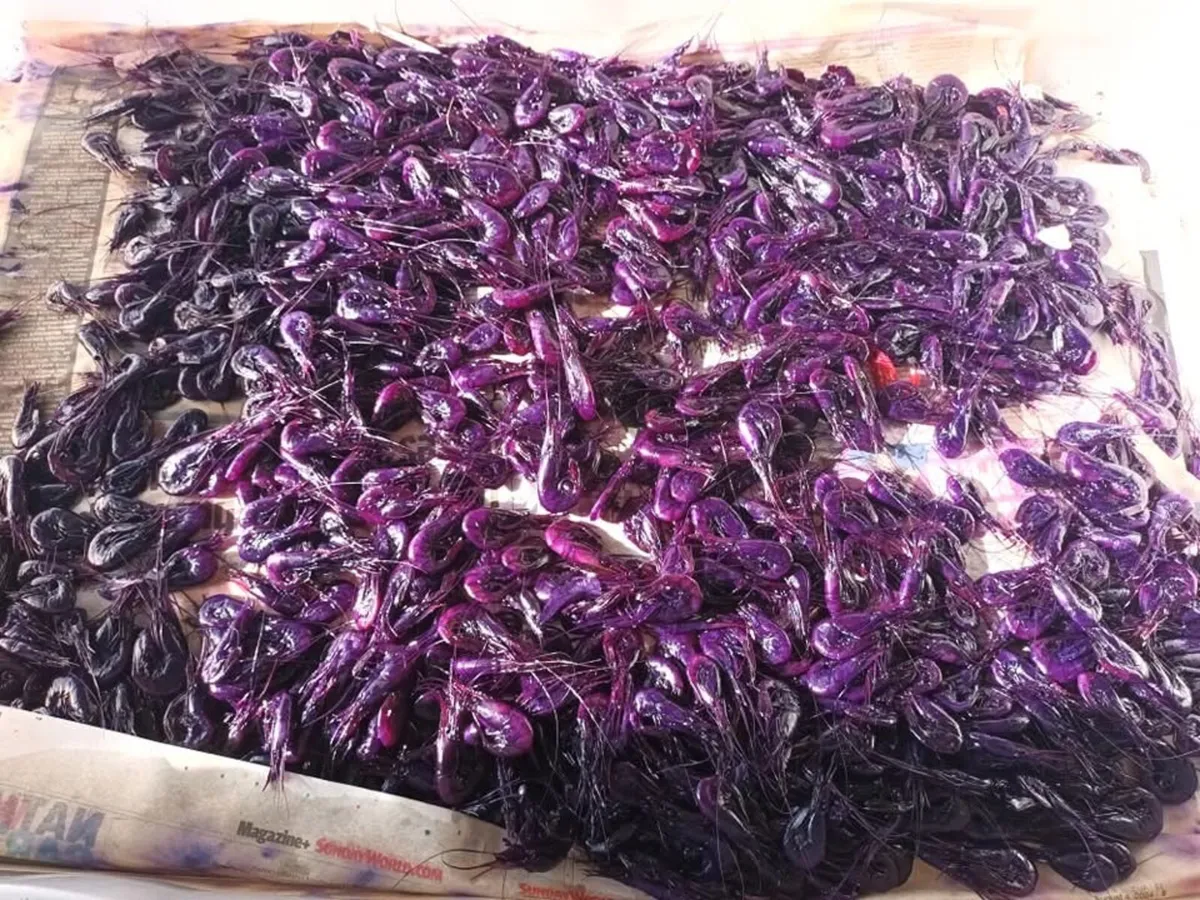 Prawns for salmon bait - Image 2