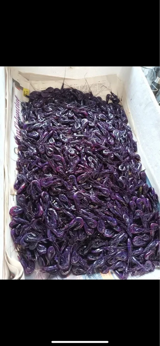 Prawns for salmon bait - Image 3