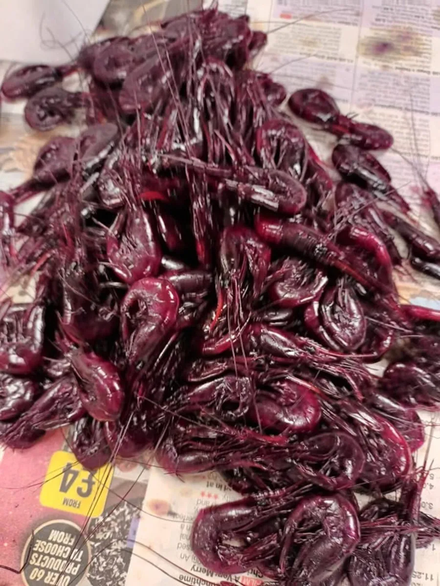 Prawns for salmon bait - Image 4