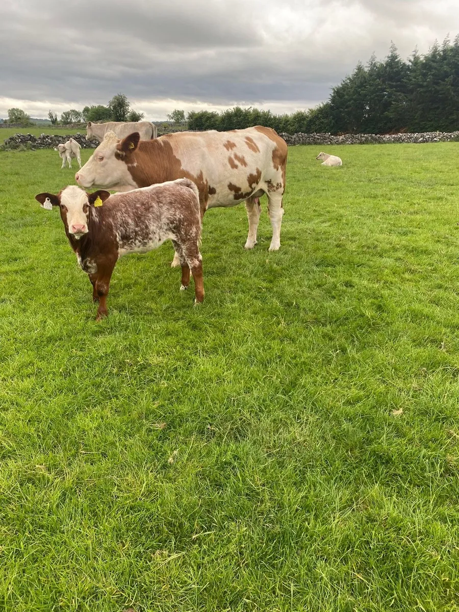 Cows and calves - Image 2
