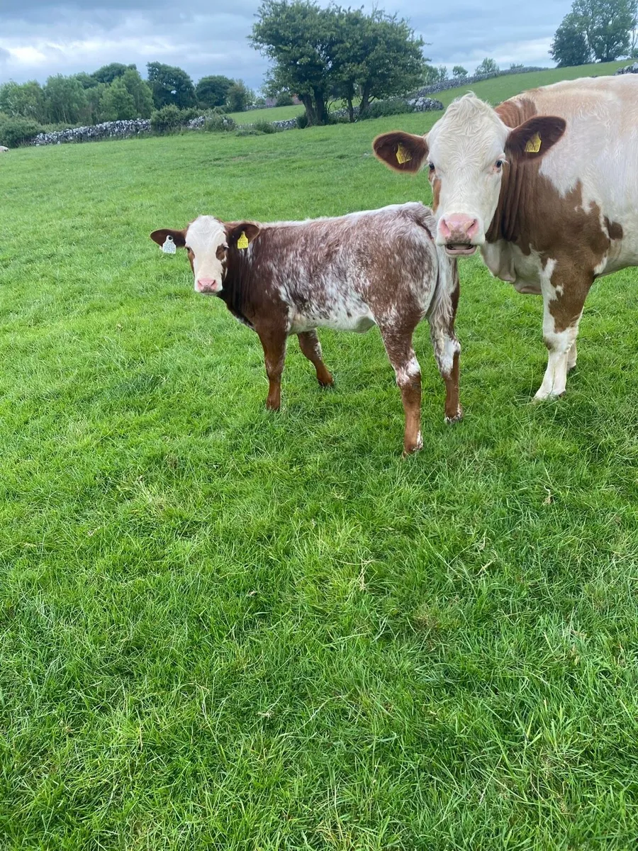 Cows and calves - Image 1