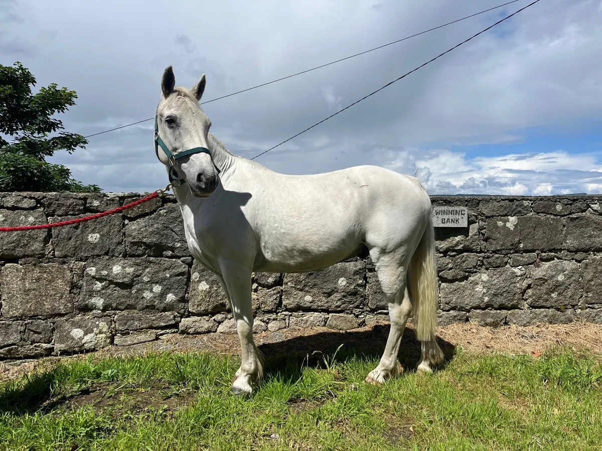Connemara pony - Image 1