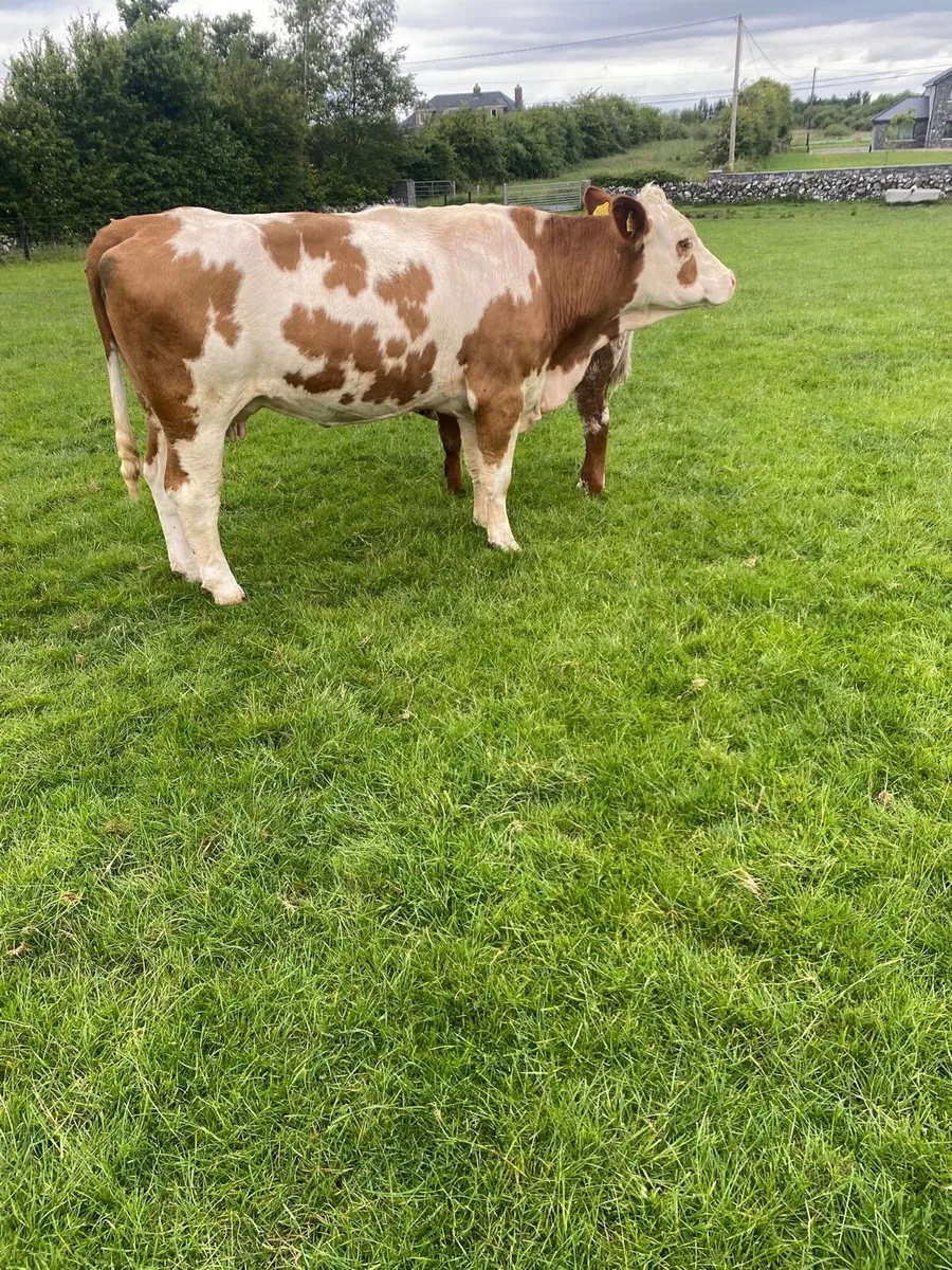 Cows and calves - Image 3