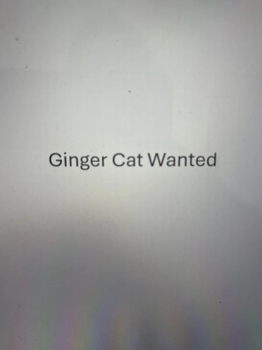Ginger cat