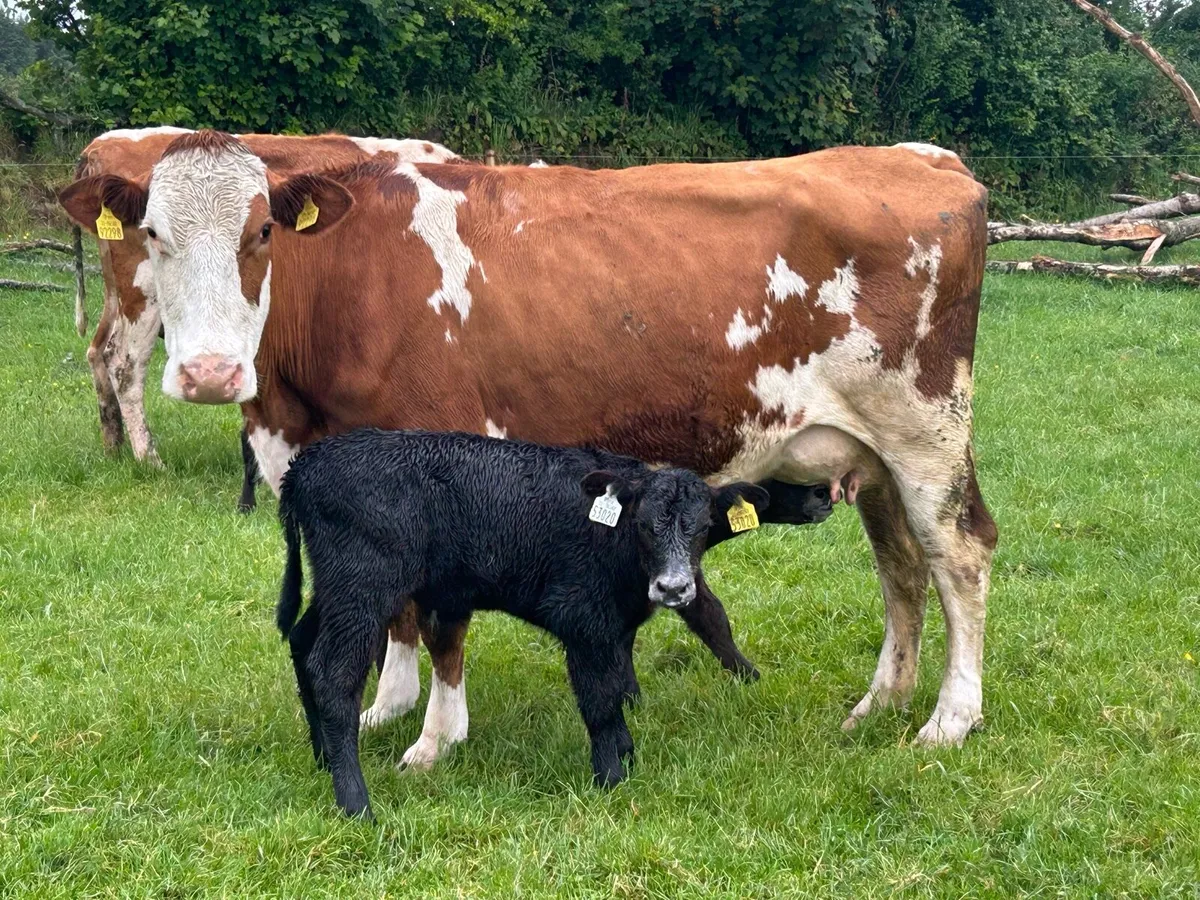 2 simental second calved cows  and heifer caifs - Image 2