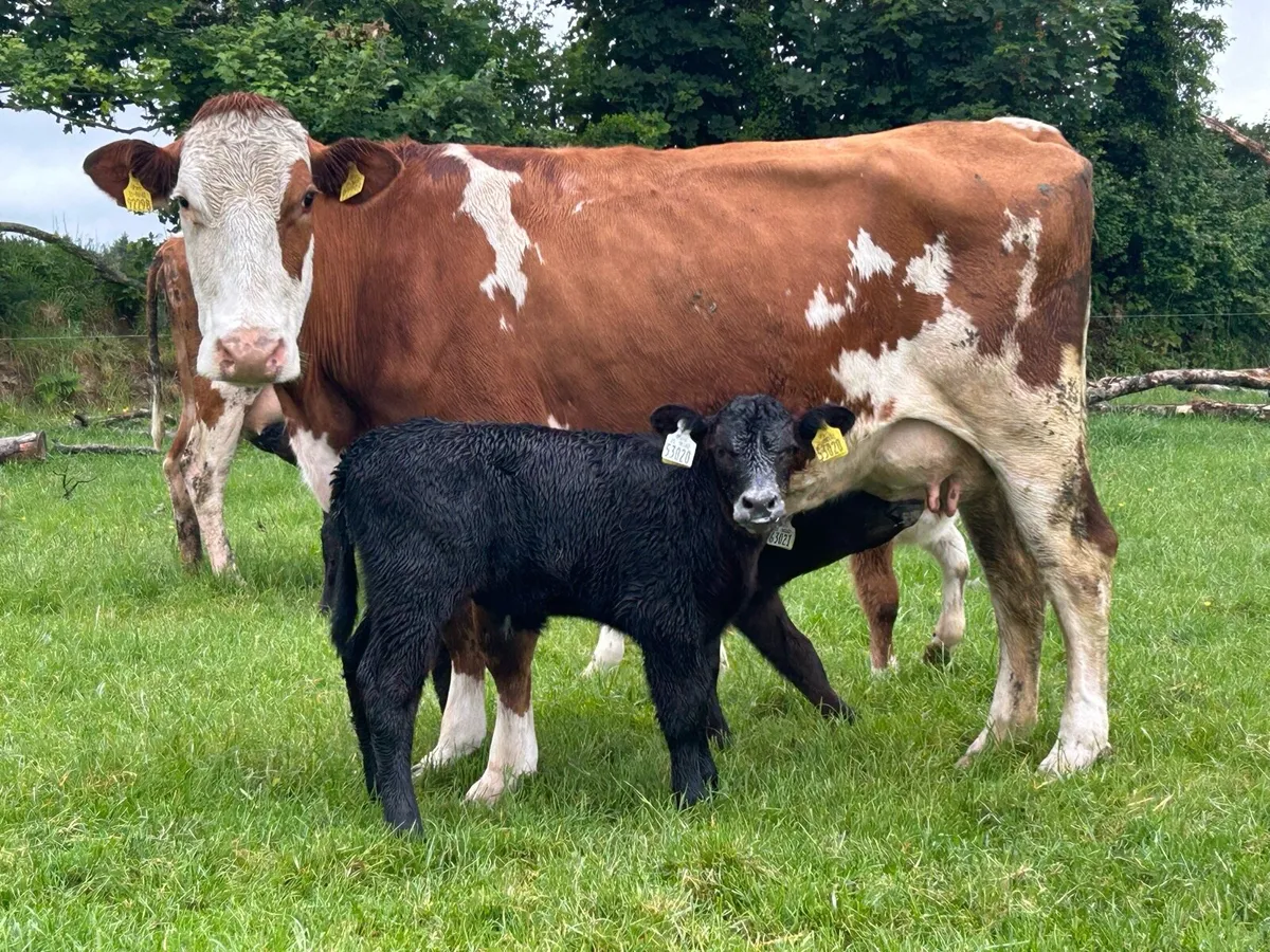 2 simental second calved cows  and heifer caifs - Image 1