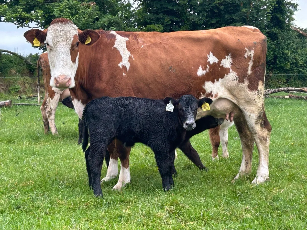 2 simental second calved cows  and heifer caifs - Image 3