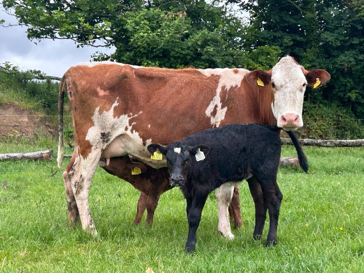 2 simental second calved cows  and heifer caifs - Image 4