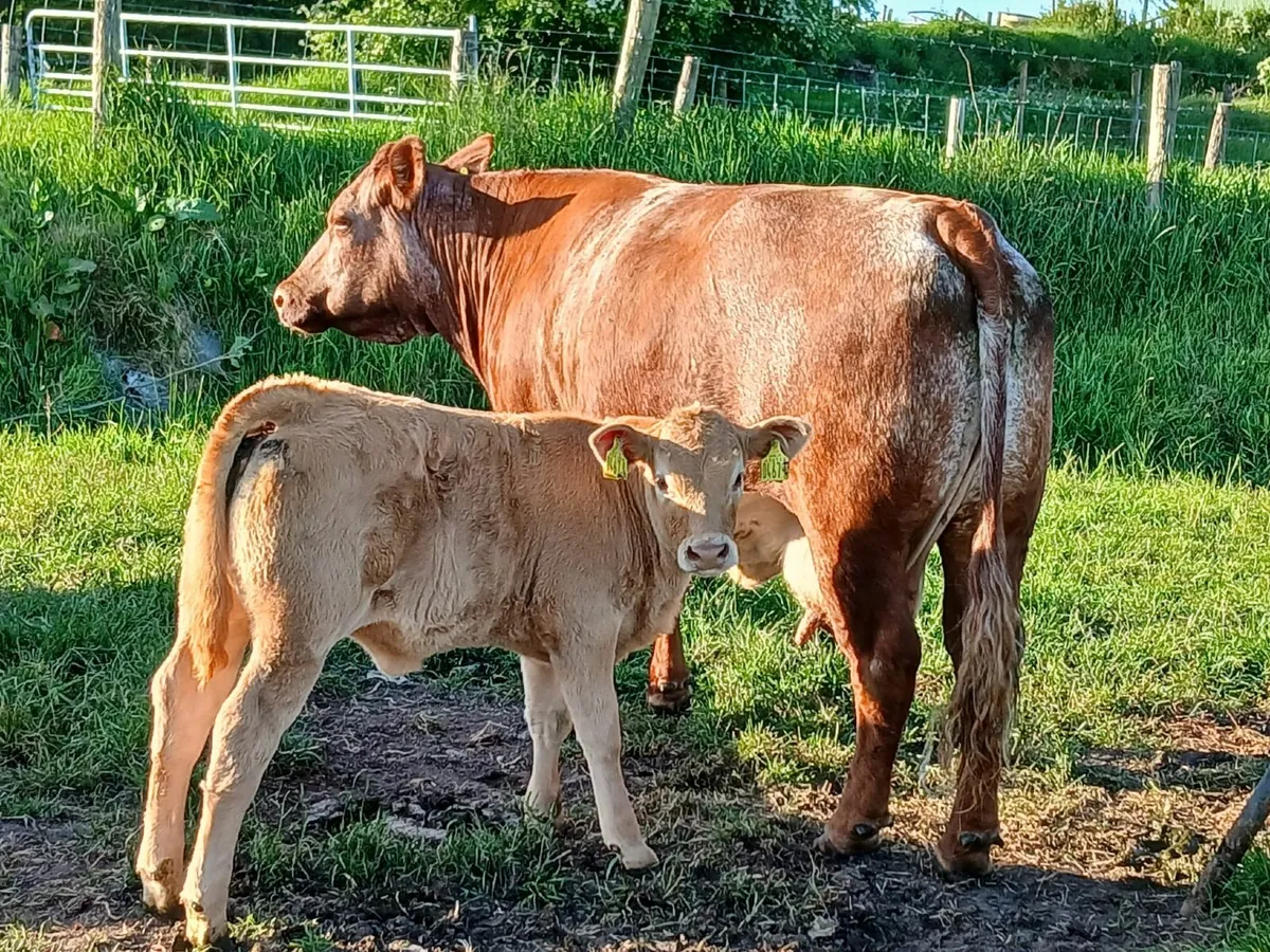 Suckler Cows with calves Omagh Mart 2nd June - Image 3
