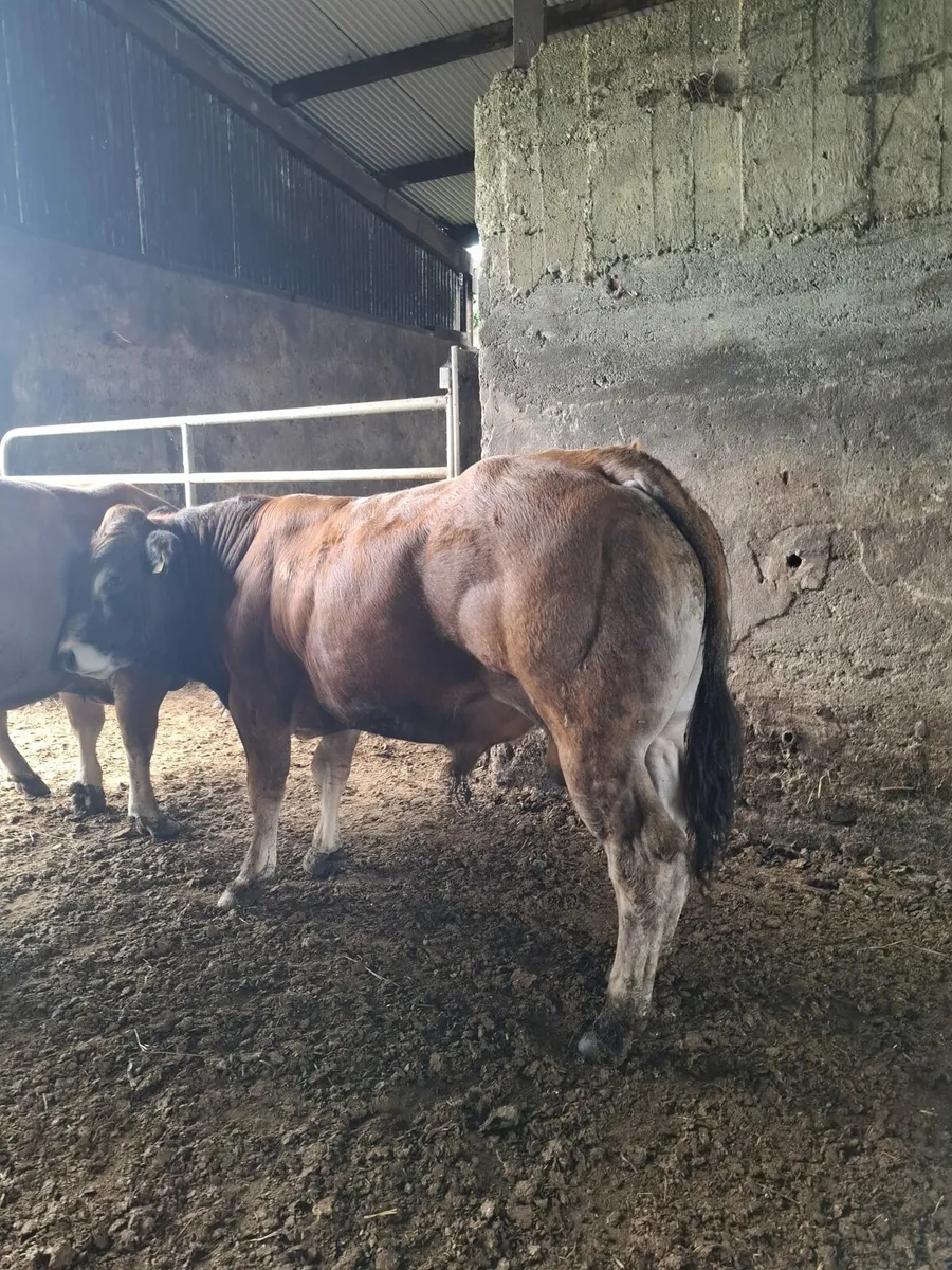 PBR Parthenaise Bulls - Image 2