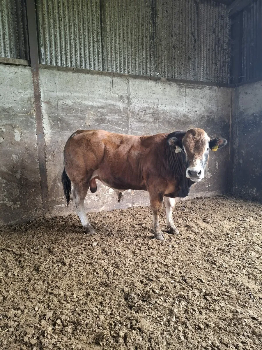 PBR Parthenaise Bulls - Image 1
