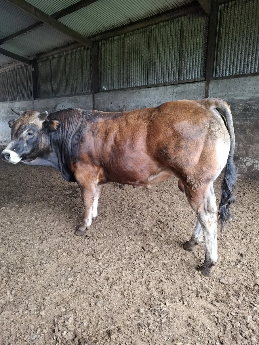 PBR Parthenaise Bulls - Image 3