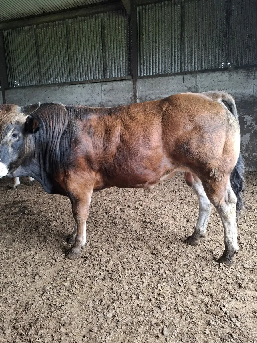 PBR Parthenaise Bulls - Image 4