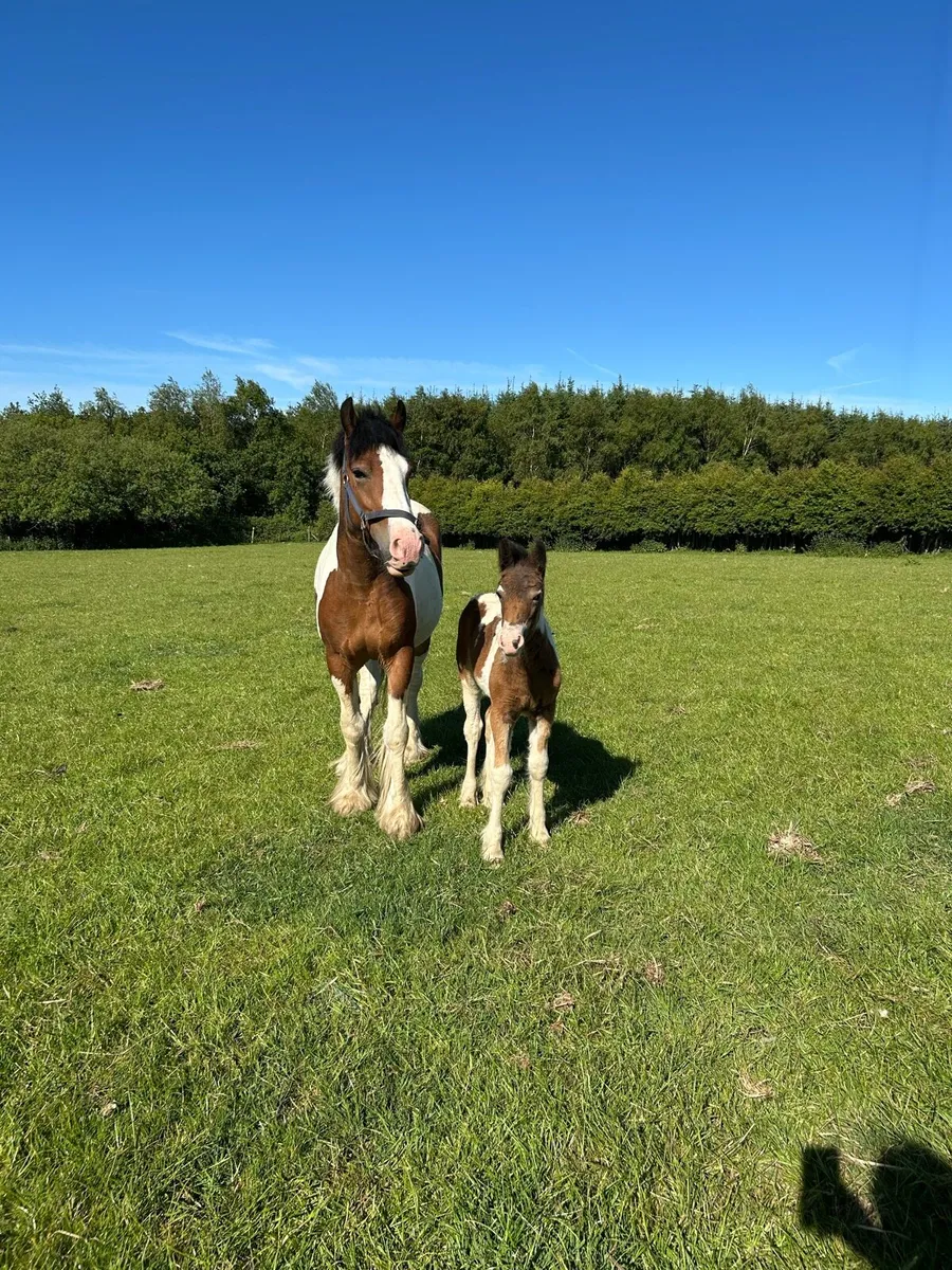 4yr old mare and foal - Image 1
