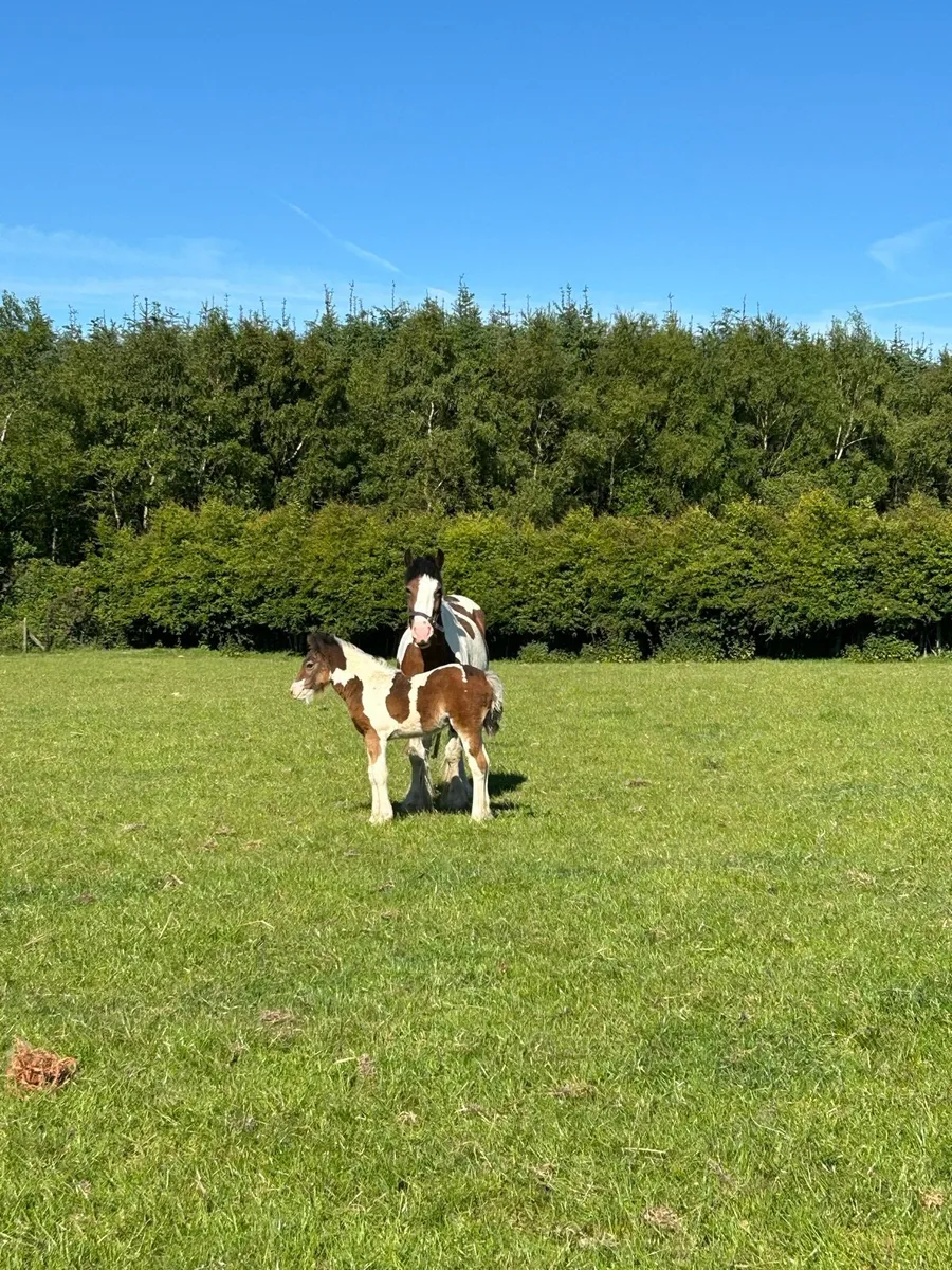 4yr old mare and foal - Image 2