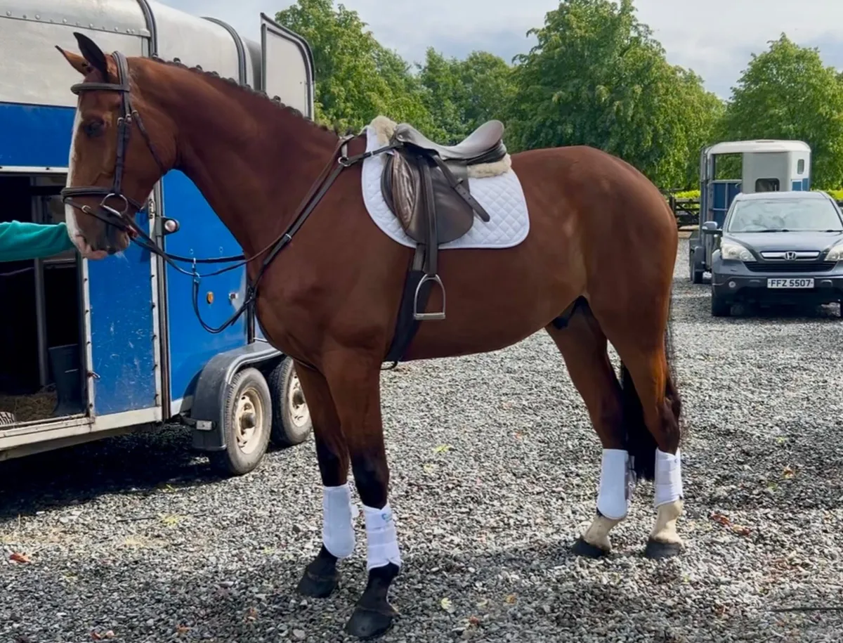Lot 103 Cavan Horse and Pony Sales - Image 1