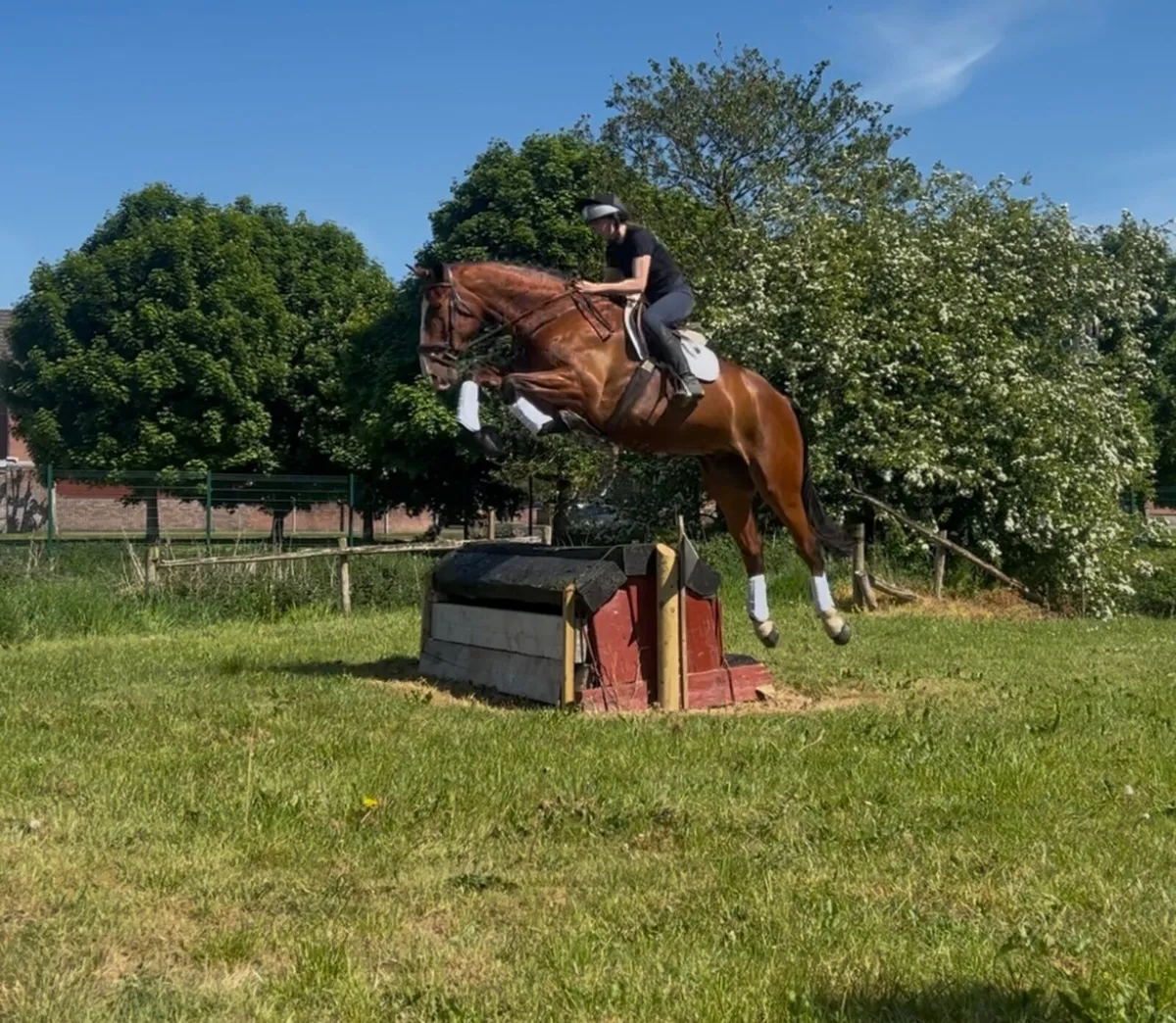 Lot 103 Cavan Horse and Pony Sales - Image 4