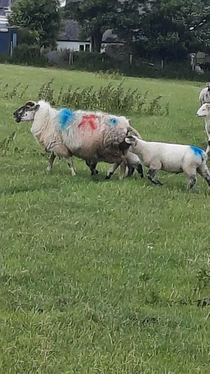 Ewes and lambs - Image 1