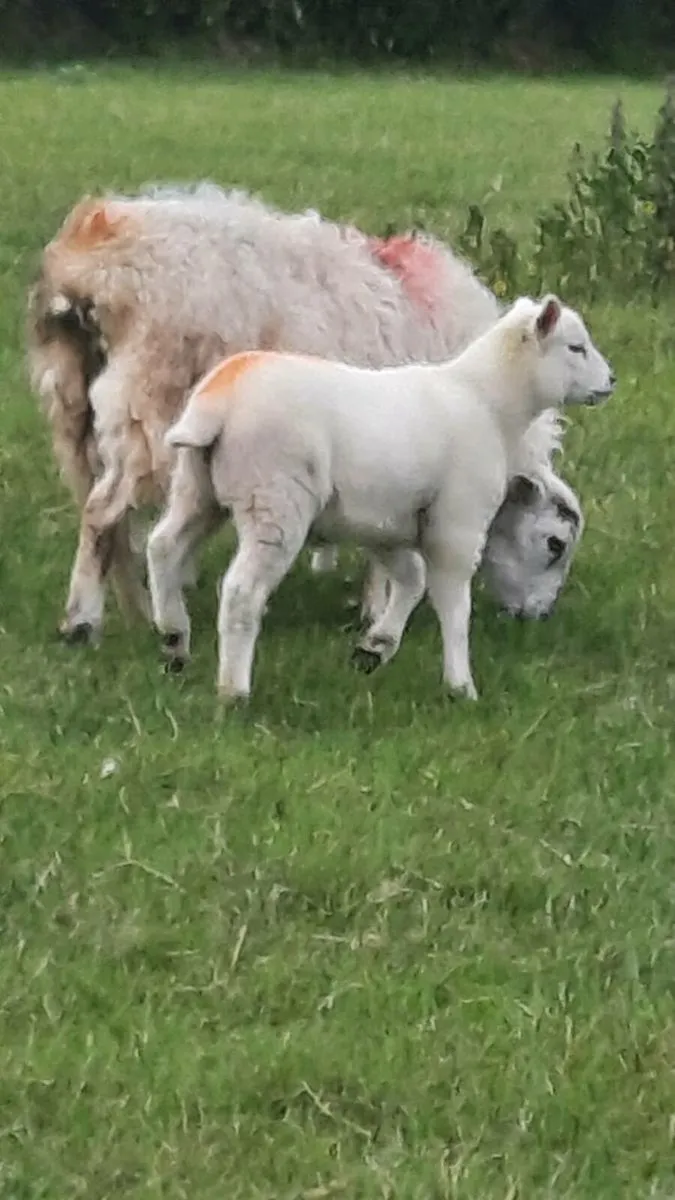 Ewes and lambs - Image 2