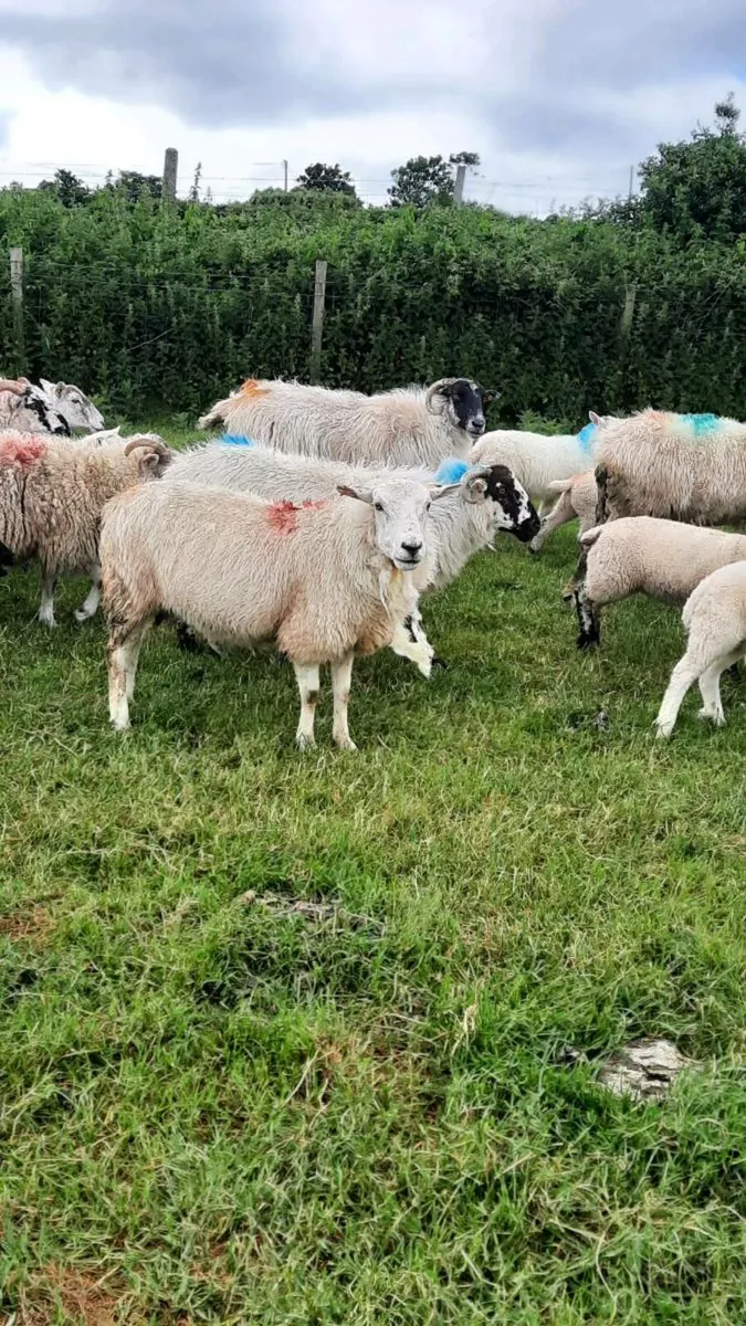 Ewes and lambs - Image 3