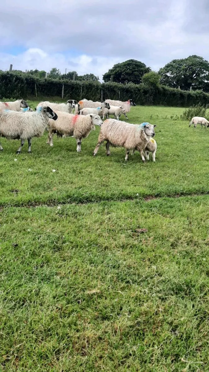 Ewes and lambs - Image 4